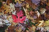 Red Leaf_08575-6